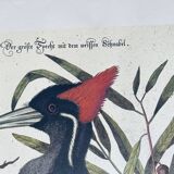 Gravure ornithologique ancienne, pic vert