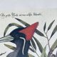 Ancient ornithological engraving, green peak