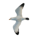 Seagull, wall decoration, vintage ceramic