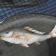 Set of 5 old plate in e emaille glass or hand-painted old fish decoration