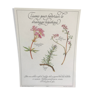 Planche botanique vintage