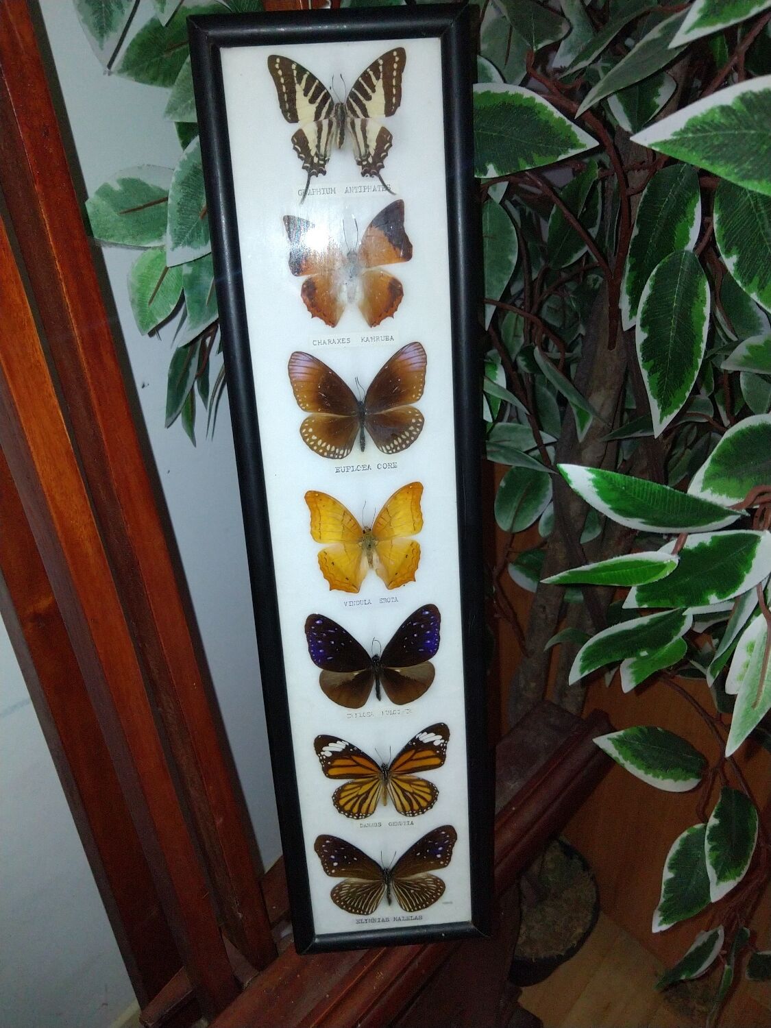 Multiple stuffed butterflies