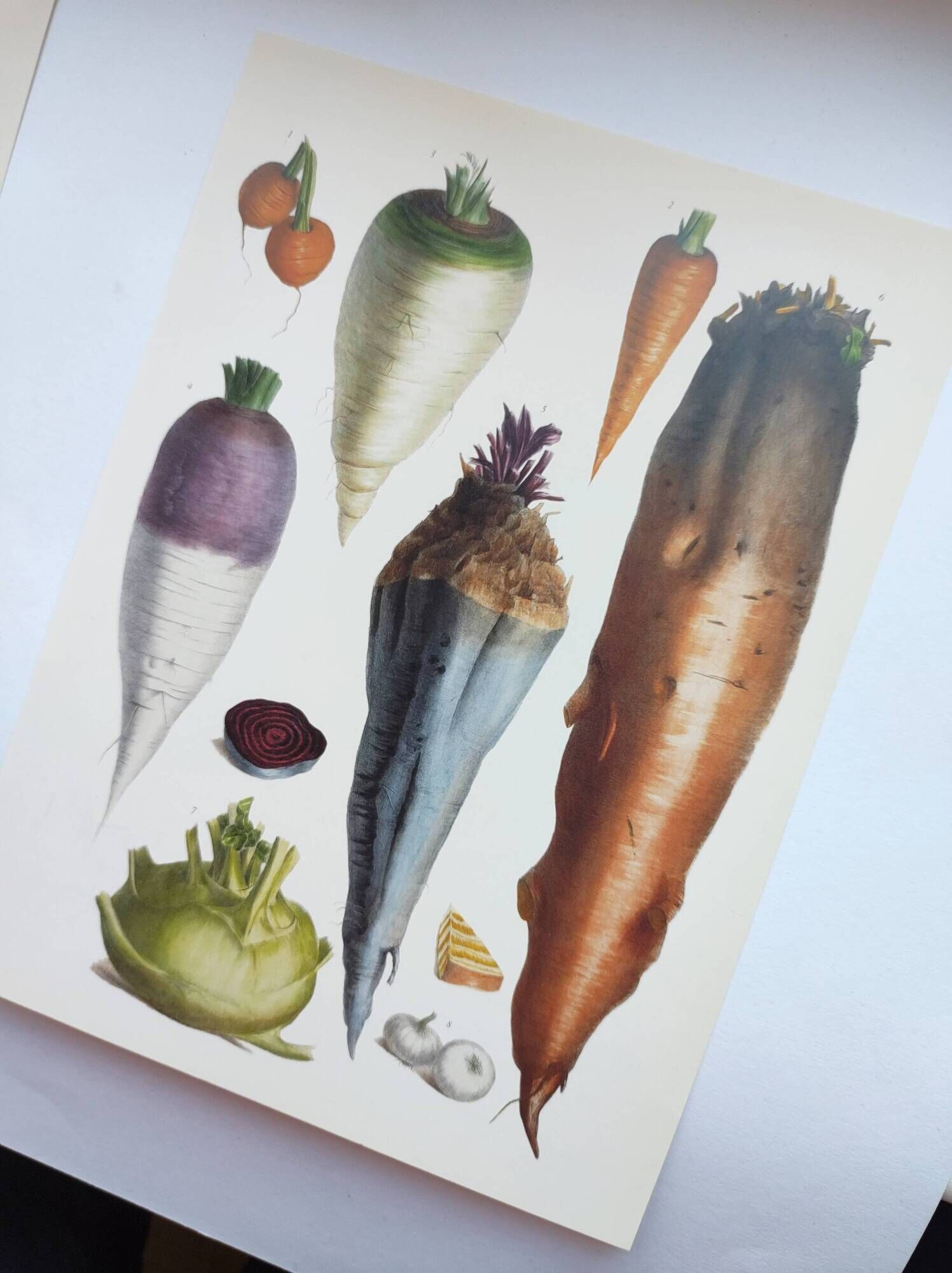 Garden Vegetable Illustration - Vintage Botanical Vegetable Garden Illustration Vilmorin - Red Carrot