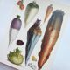 Garden Vegetable Illustration - Vintage Botanical Vegetable Garden Illustration Vilmorin - Red Carrot