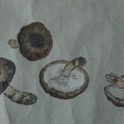 Japanese painting, Svampar, Mixed technique on artistic fabric, Denmark