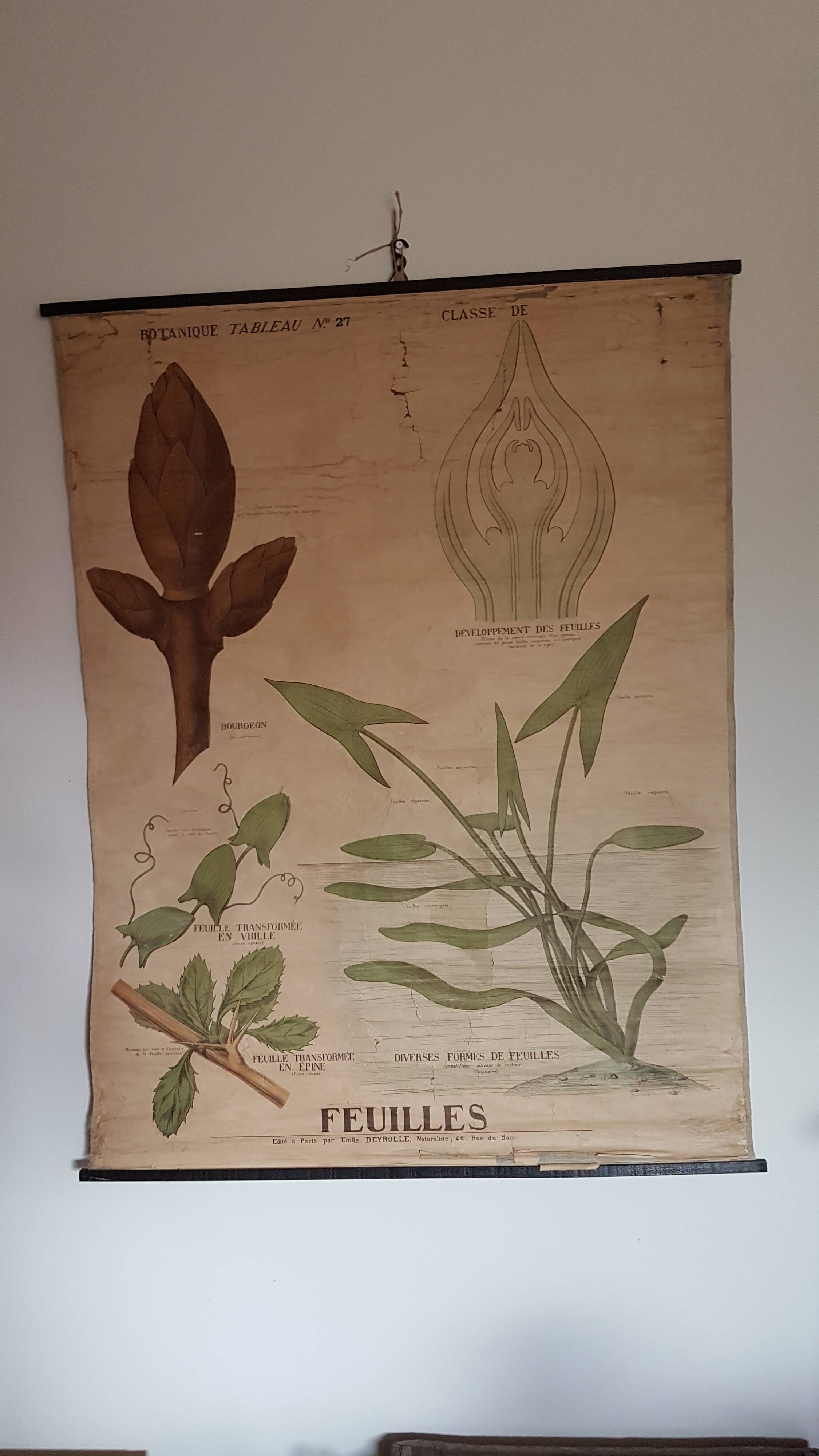 Ancienne affiche Deyrolle - les feuilles
