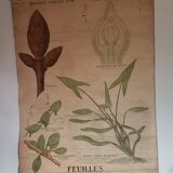 Ancienne affiche Deyrolle - les feuilles