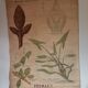 Old Deyrolle poster - leaves