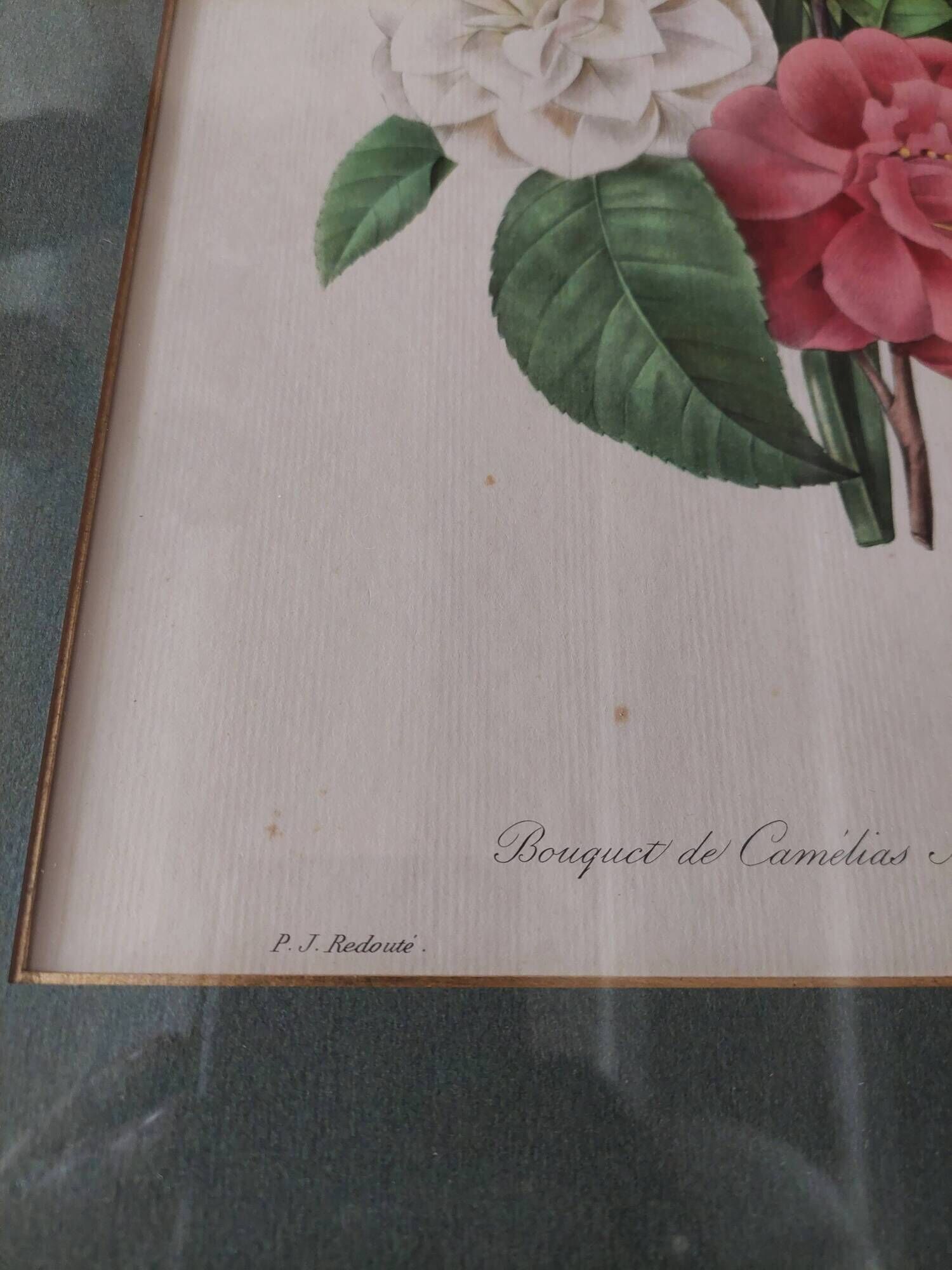 Engraving after Pierre Joseph Redouté engraved by Victor bouquet camellias