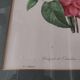 Engraving after Pierre Joseph Redouté engraved by Victor bouquet camellias