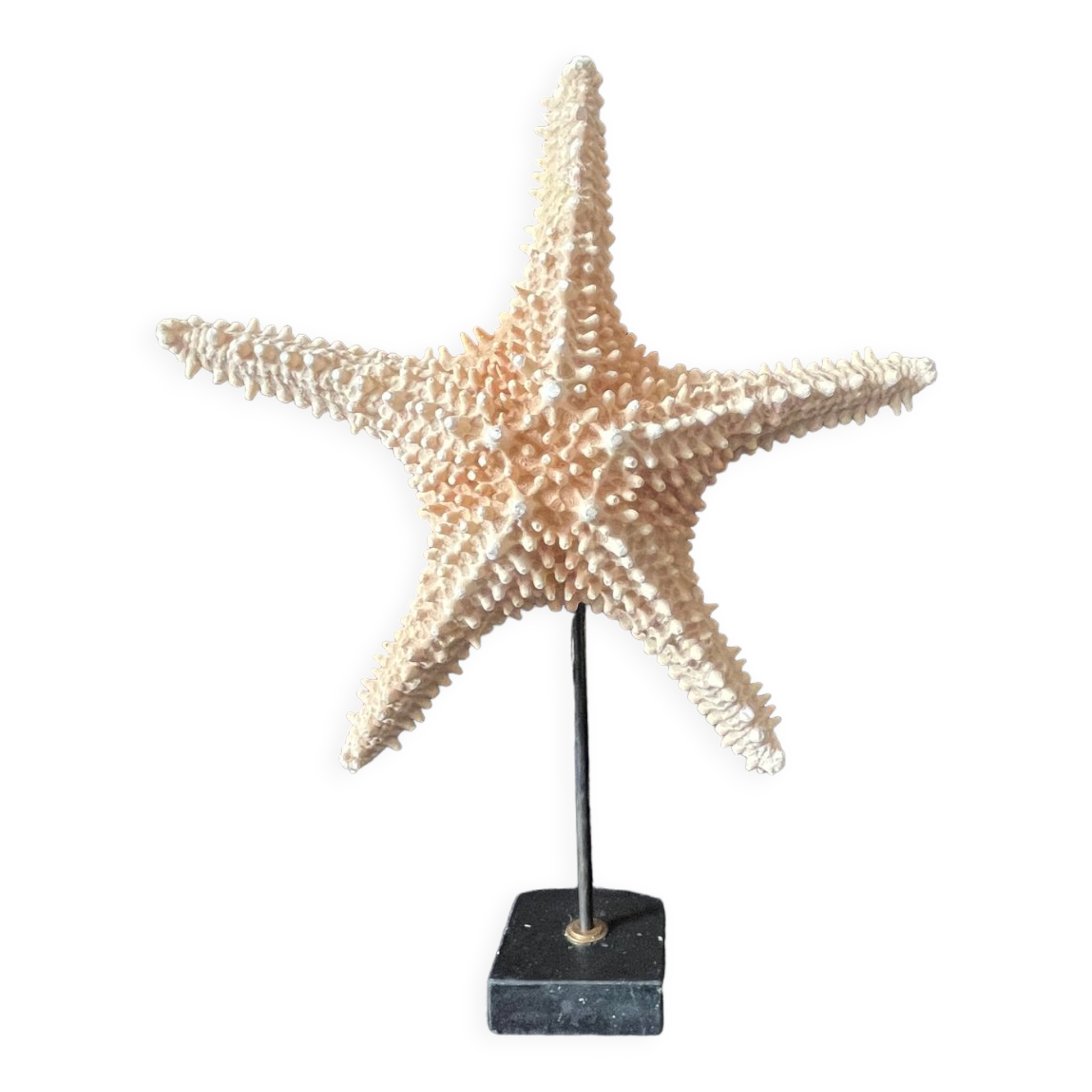 Étoile de mer naturelle sur socle marbre ancien cabinet de curiosités coquillage