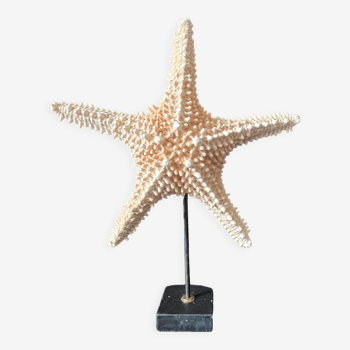Étoile de mer naturelle sur socle marbre ancien cabinet de curiosités coquillage