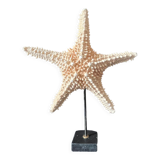 Natural starfish on marble base old cabinet of curiosities shell