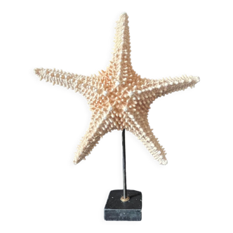 Natural starfish on marble base old cabinet of curiosities shell