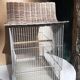 Cage à oiseau en fer et osier