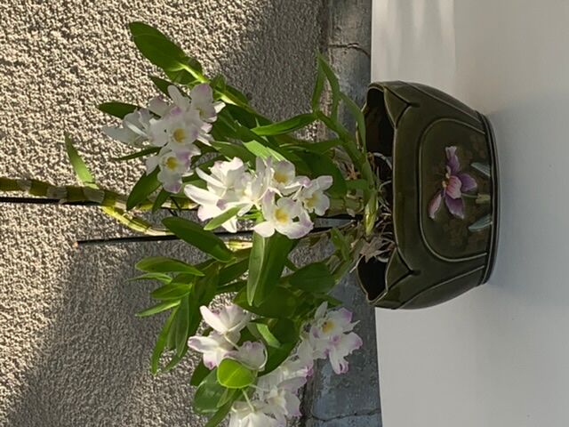 Pot dabbling ceramic Gustave de Bruyn earthenware fives Lille