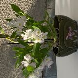 Pot dabbling ceramic Gustave de Bruyn earthenware fives Lille