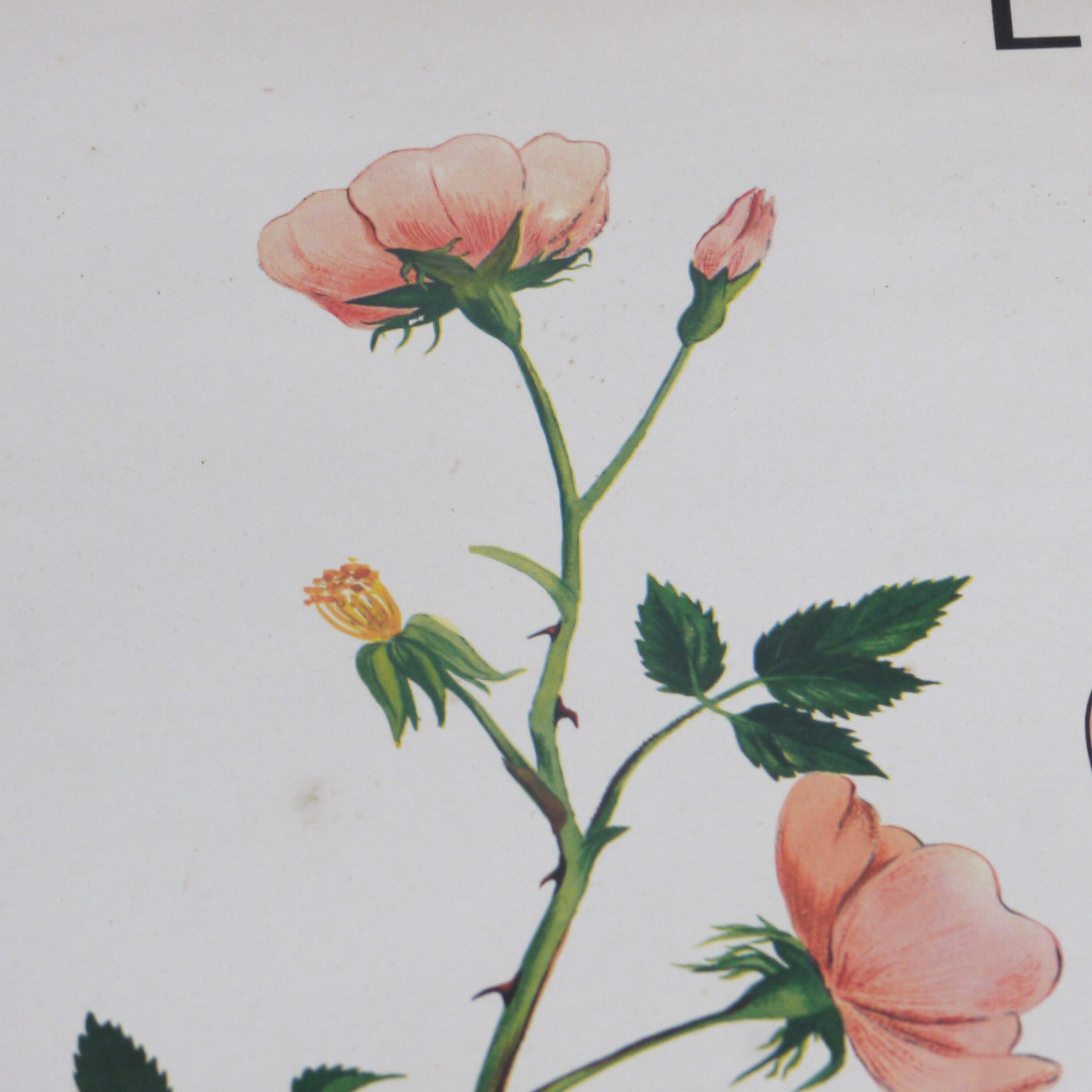 Displays educational Nightingale  l'eglantier and peas