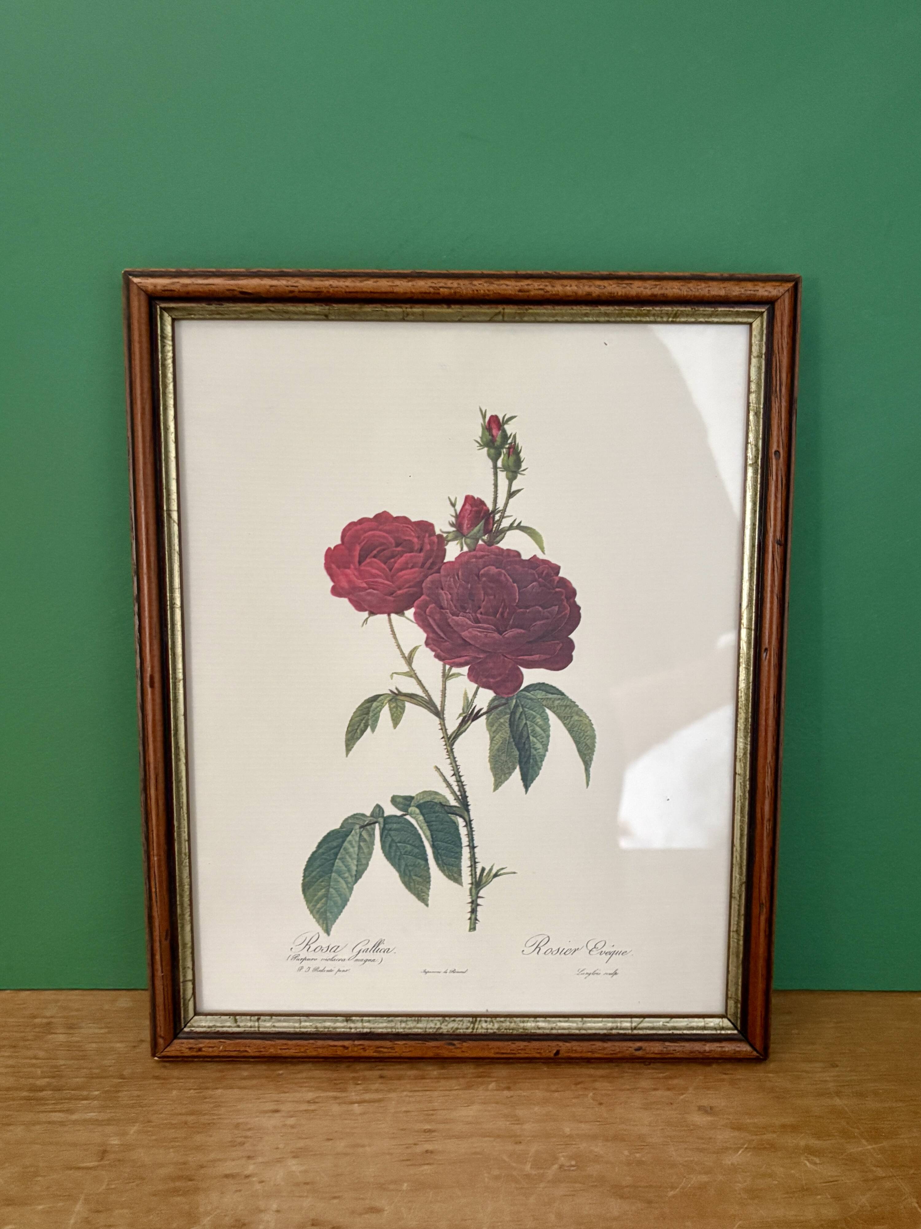 Cadre ancien rose rouge Redouté