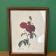 Cadre ancien rose rouge Redouté