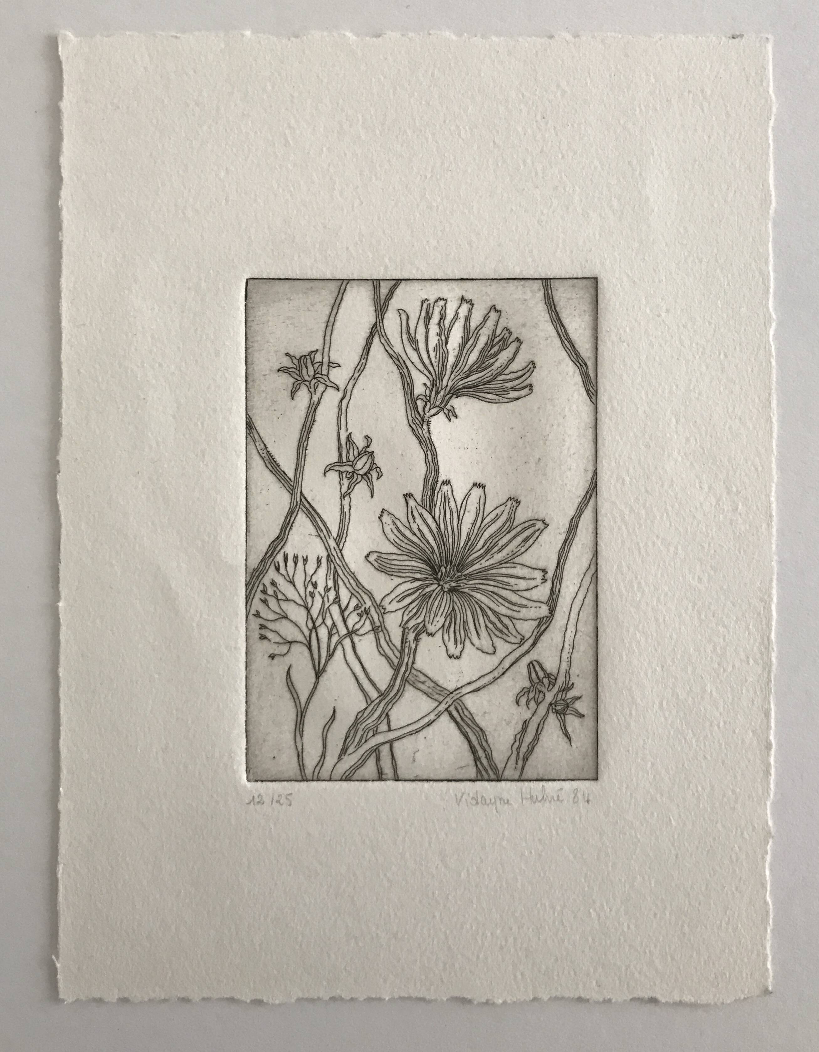 Vilayne hulné, study of clematis, 1984. original etching signed in pencil