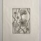 Vilayne hulné, study of clematis, 1984. original etching signed in pencil