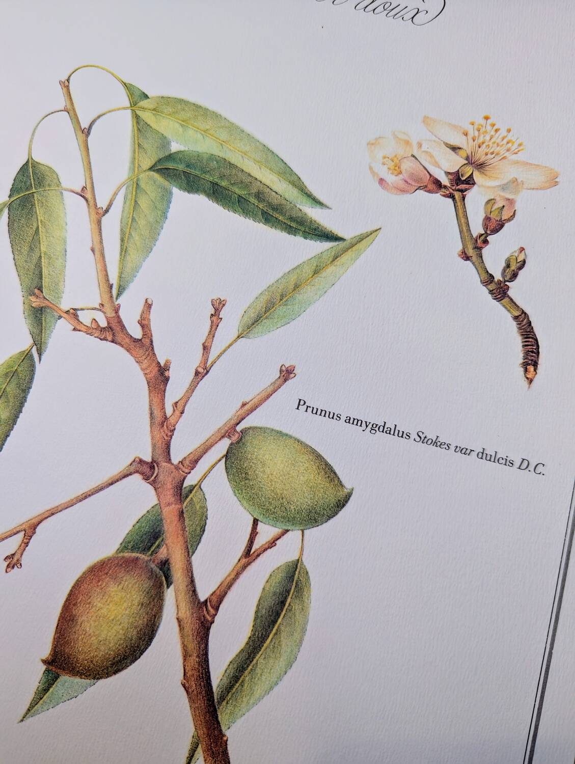 Printed in 1986, botanical plate of the Almond tree