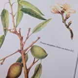 Printed in 1986, botanical plate of the Almond tree