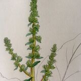 Botanical boards 1920