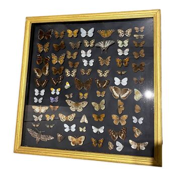 Cadre boîte d'entomologie