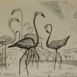 Engraving " flamands de camargue " 1950's