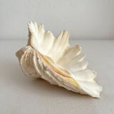 Old natural shell holy water font with empty pocket