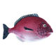 Bordallo Pinheiro fish dish