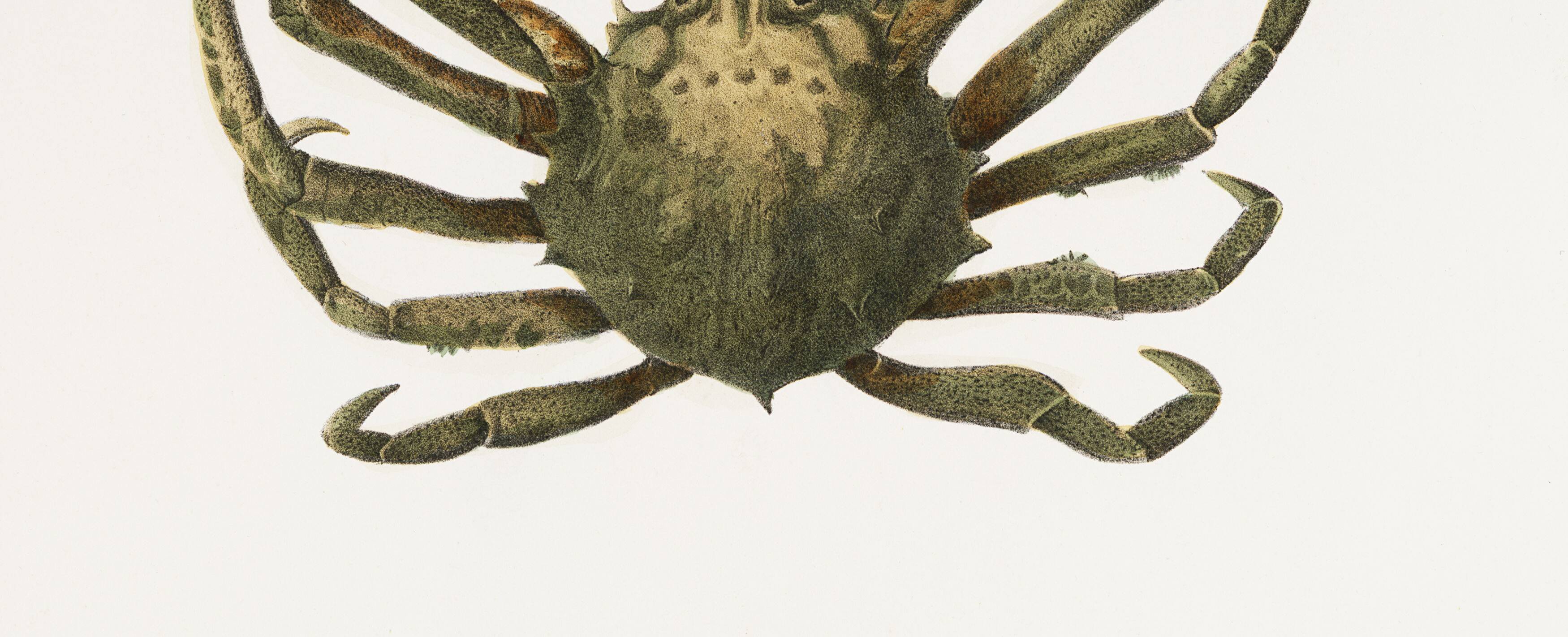 Affiche sur le crabe-araignée, d’après une lithographie ancienne de 1842.