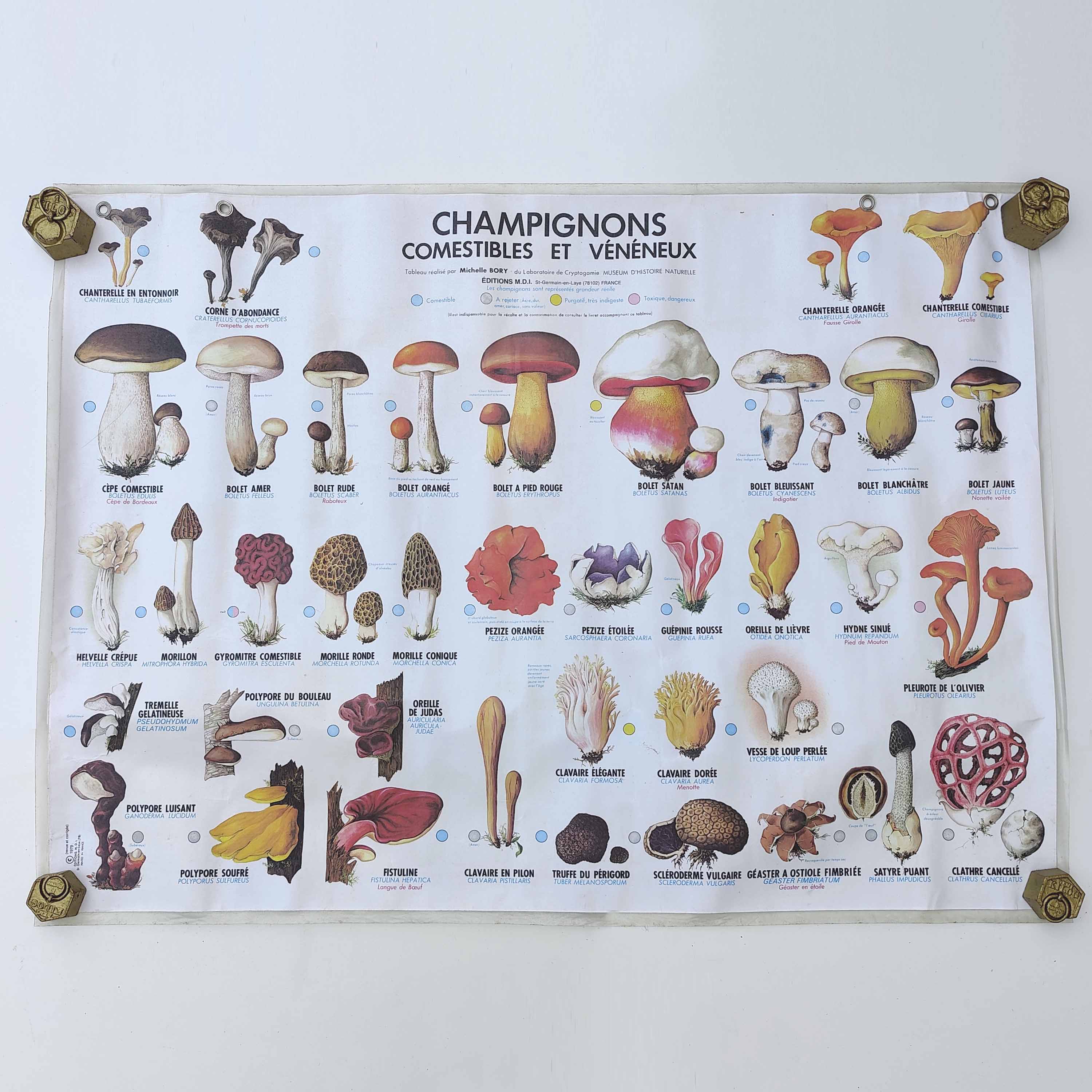 Large school poster MDI double-sided Edible and Poisonous Mushrooms 1979