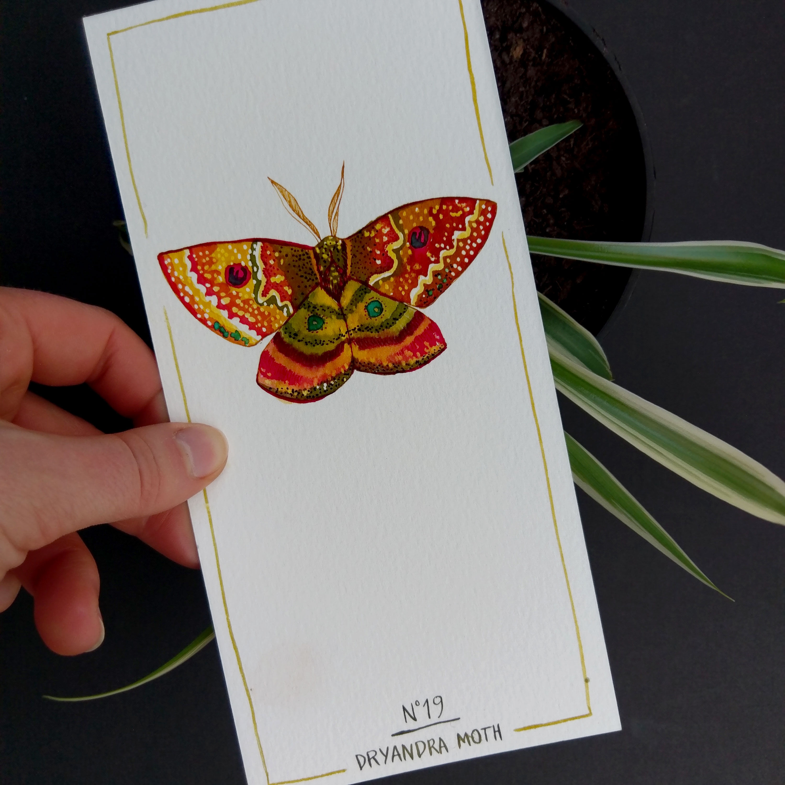 Dryandra moth - insect series - cabinet of curiosities