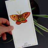 Dryandra moth - insect series - cabinet of curiosities