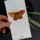 Dryandra moth - insect series - cabinet of curiosities
