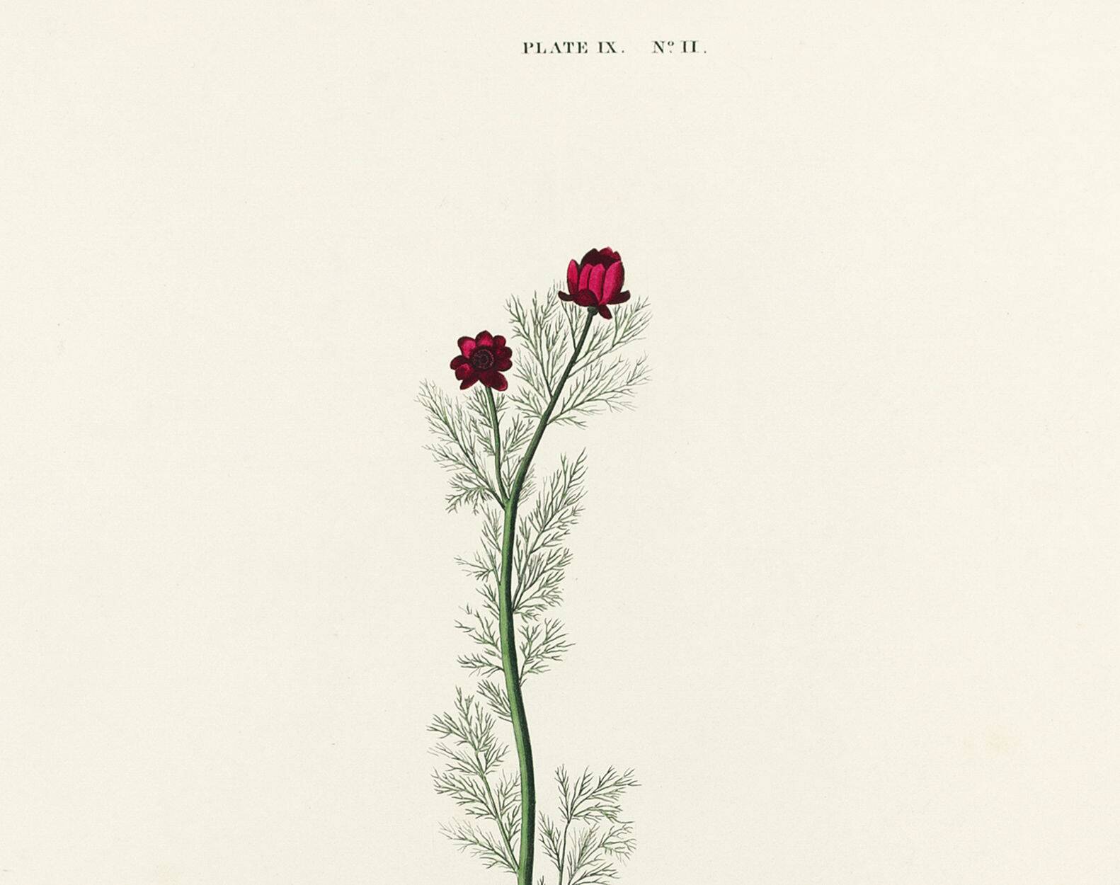 Poster about the Yellow Warbler, based on an old engraving from 1827.
