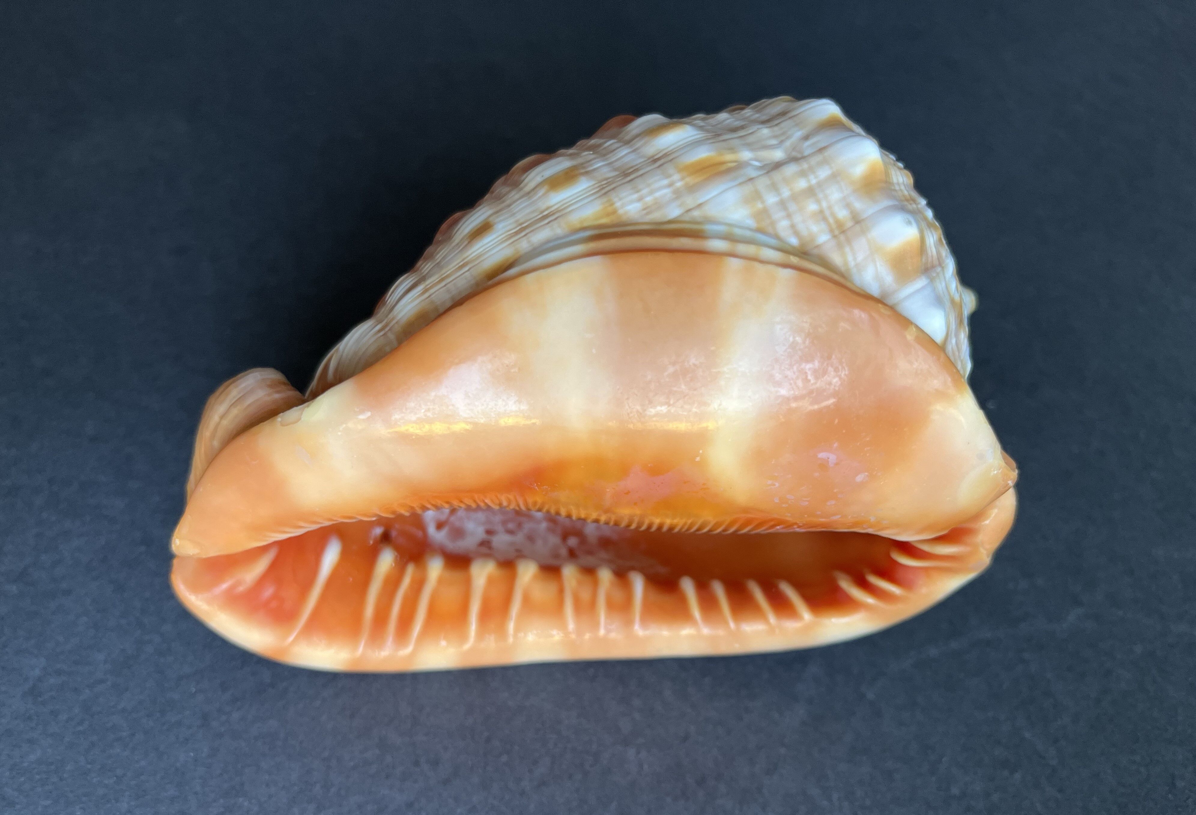 Shell