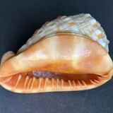 Shell