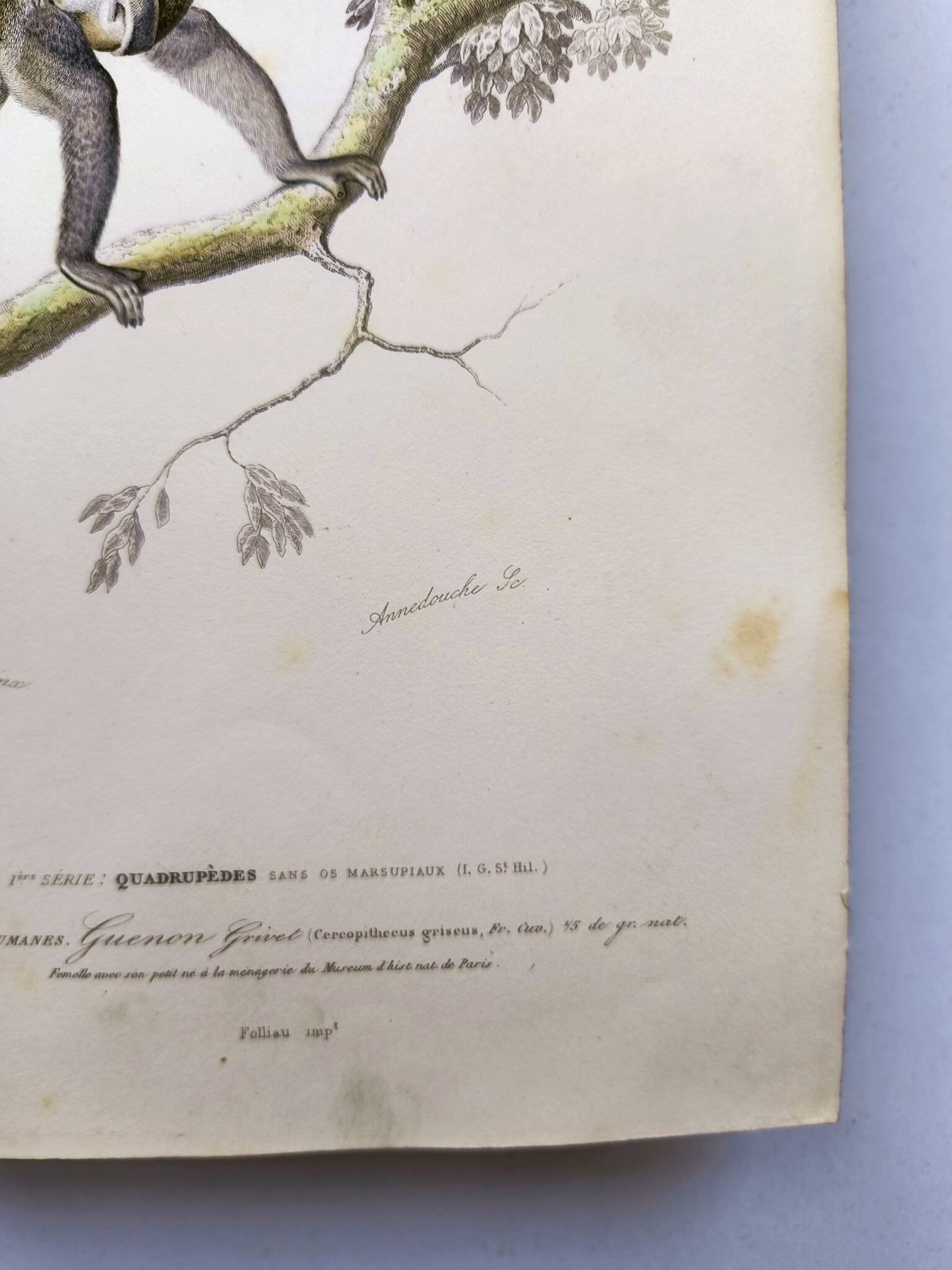 Antique engraving from 1849. Monkey by J. Werner. Zoology of Orbigny. Savannah