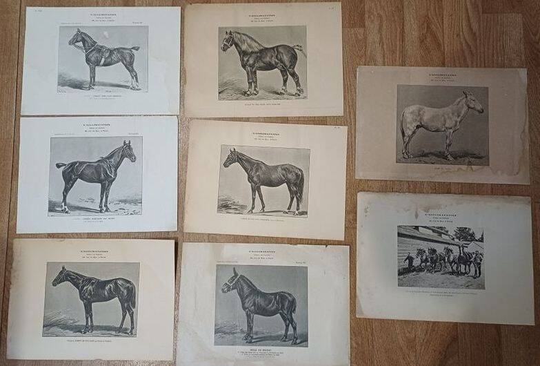 Set of 35 plates on horses from the journal "l'Acclimatation"