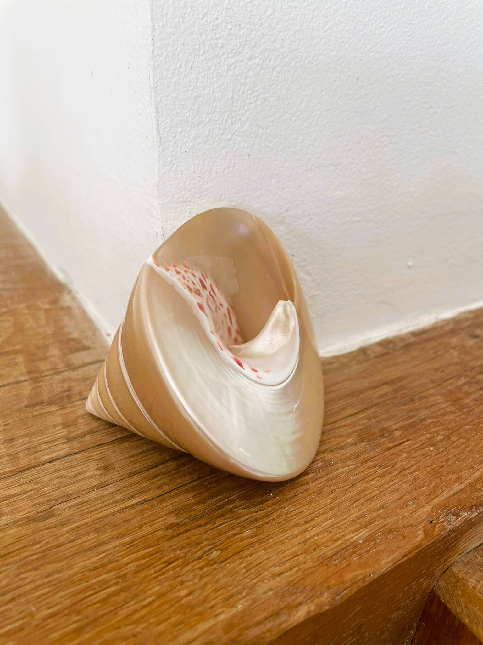 Petit coquillage : Trochus