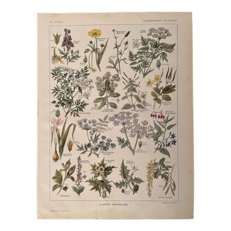 Lithograph on poisonous plants - 1920