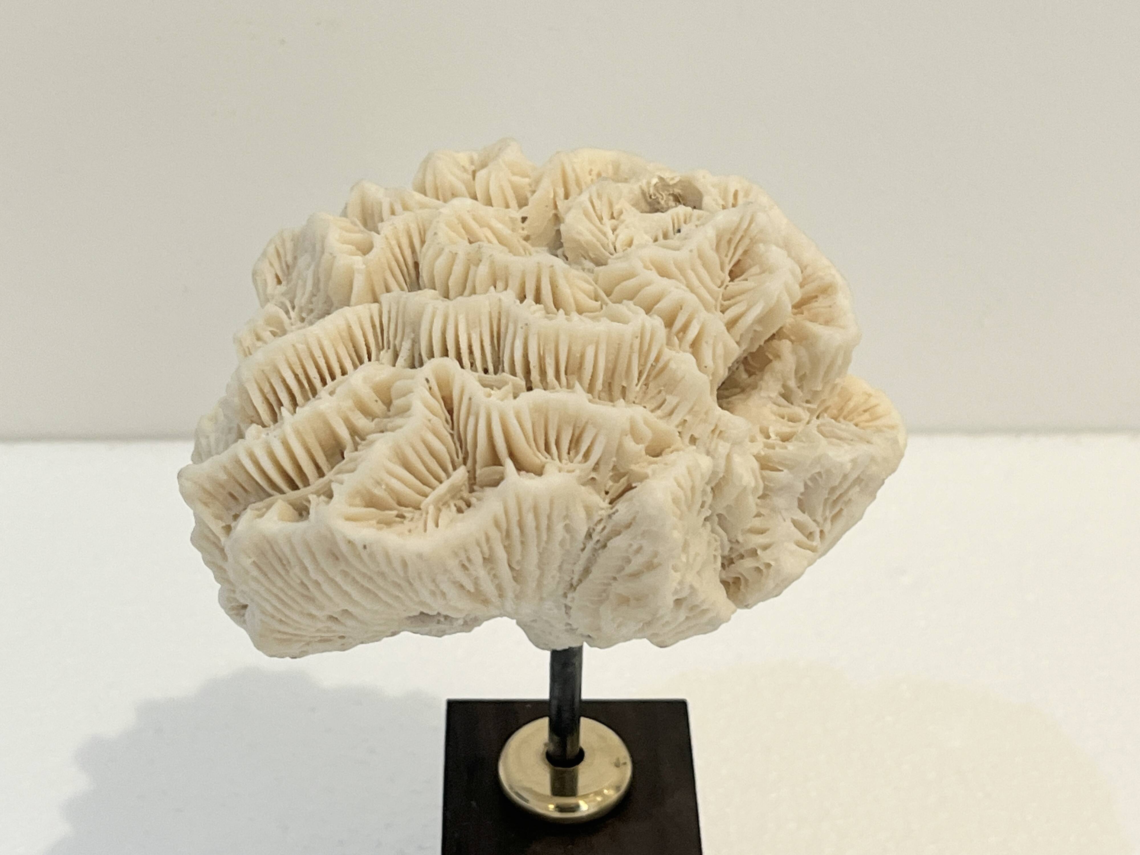 Antique natural white fossil coral on wooden base cabinet of curiosities