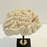 Antique natural white fossil coral on wooden base cabinet of curiosities