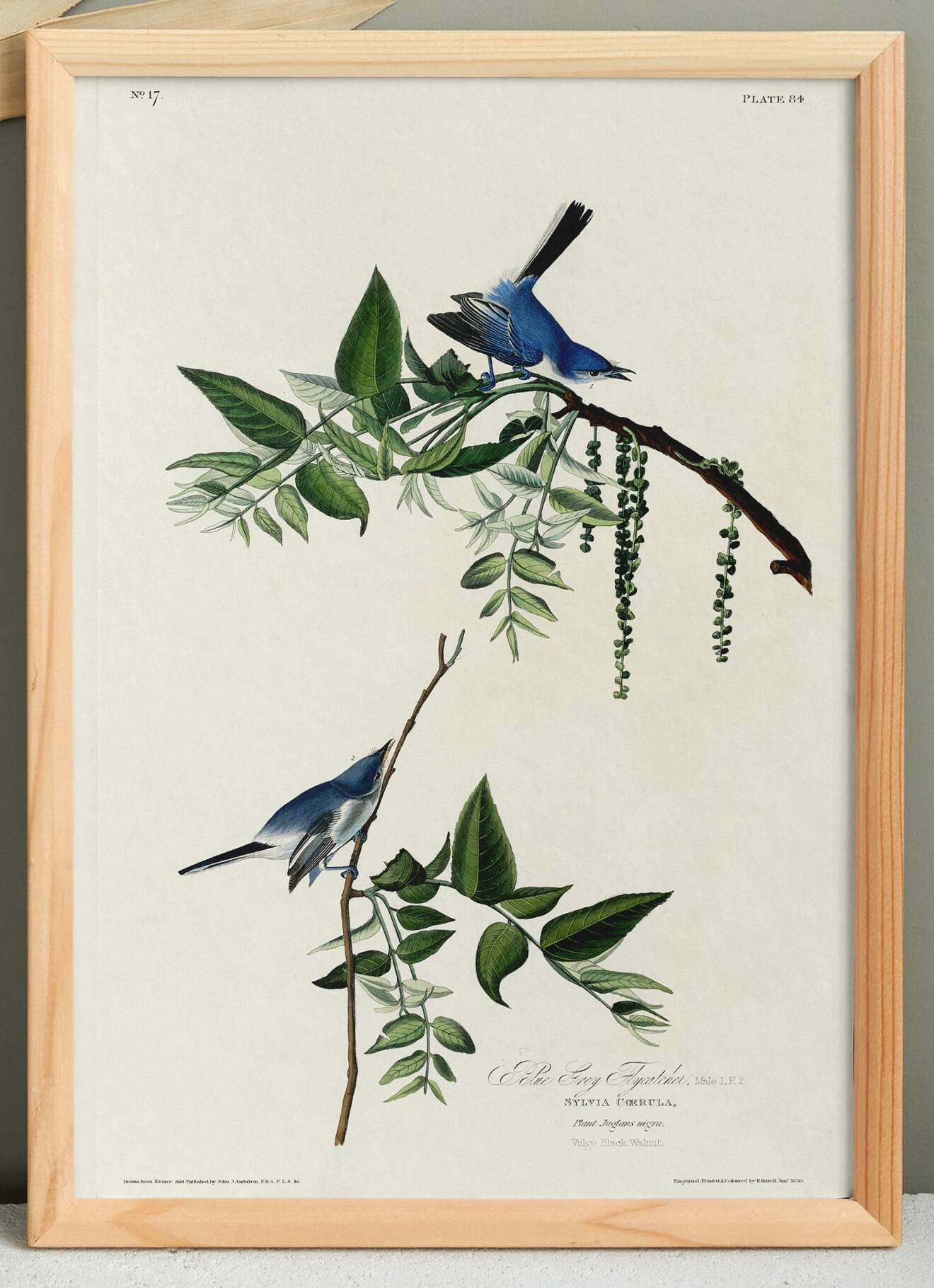 Poster about the blue warbler, based on an old engraving from 1827.