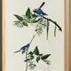 Poster about the blue warbler, based on an old engraving from 1827.