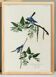 Poster about the blue warbler, based on an old engraving from 1827.